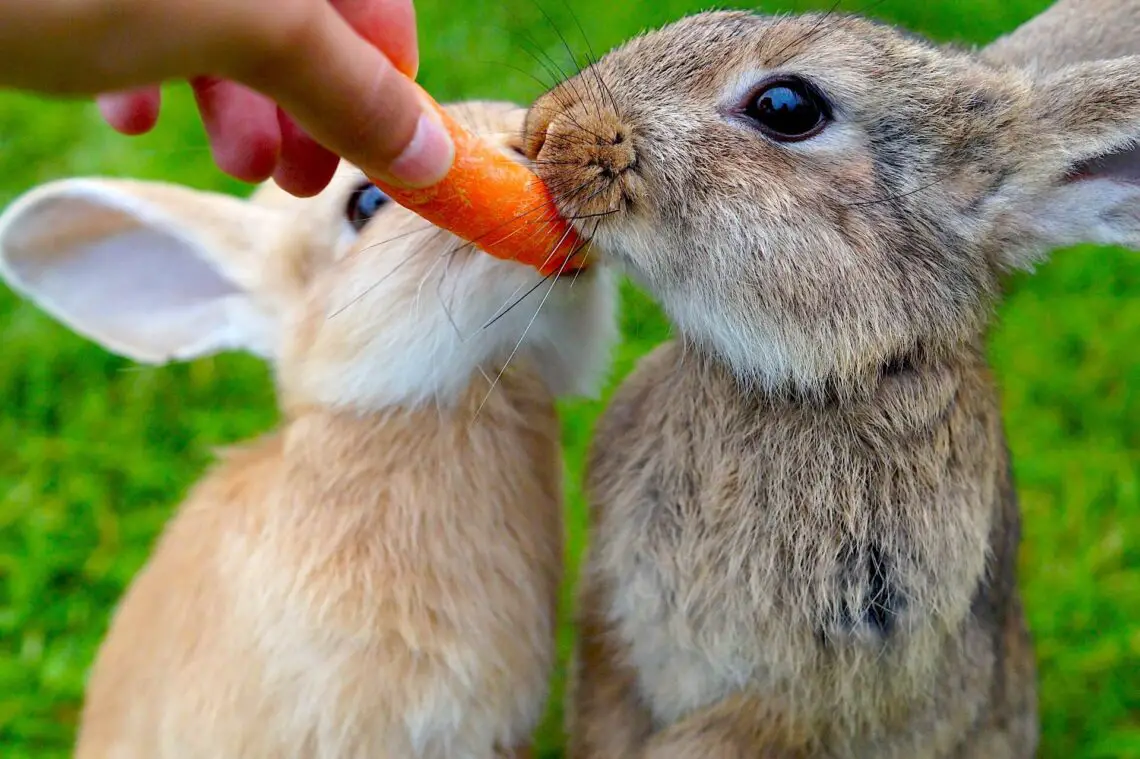 Can Rats Eat Carrots