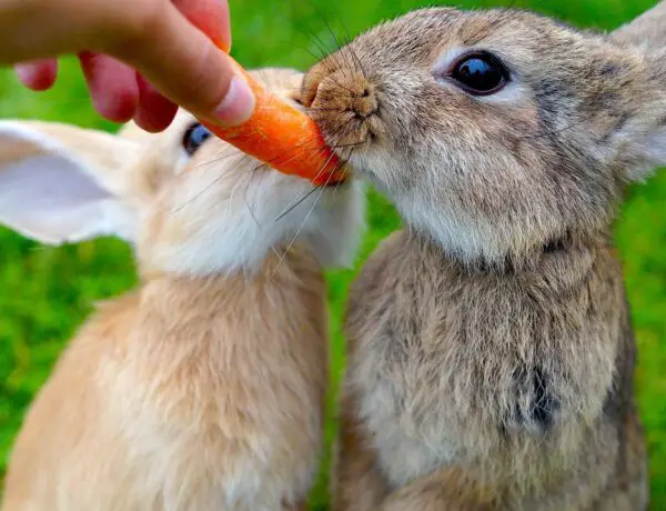 Can Rats Eat Carrots