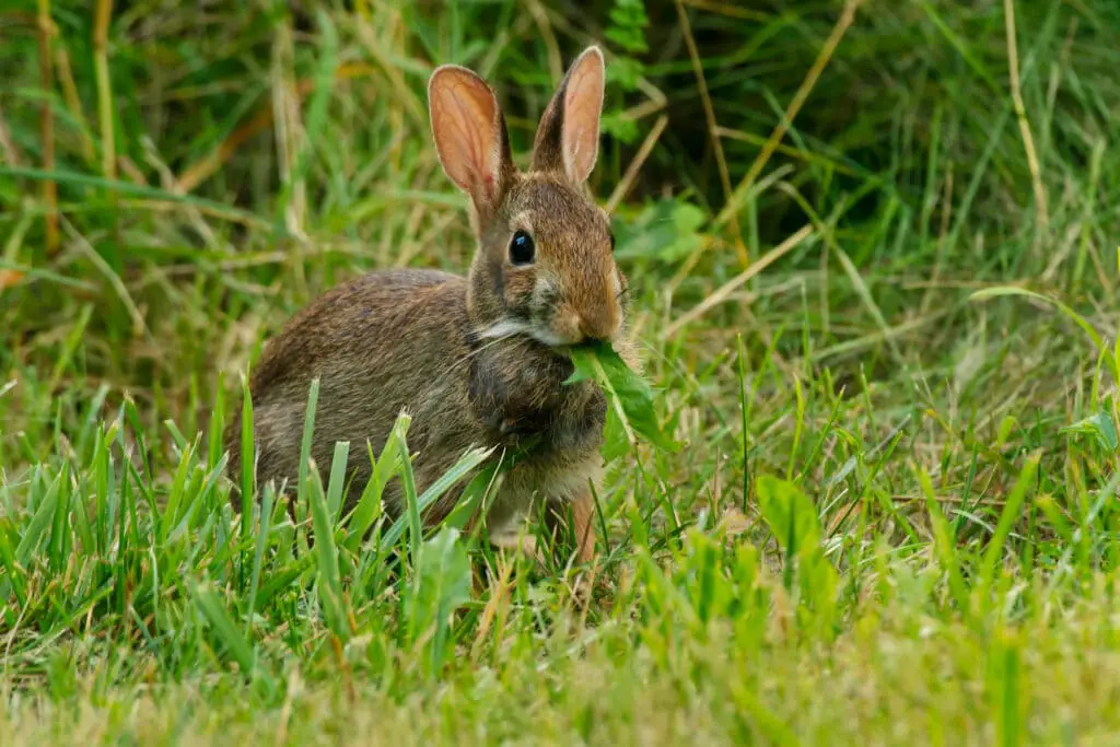 What Do Wild Rabbits Like To Eat