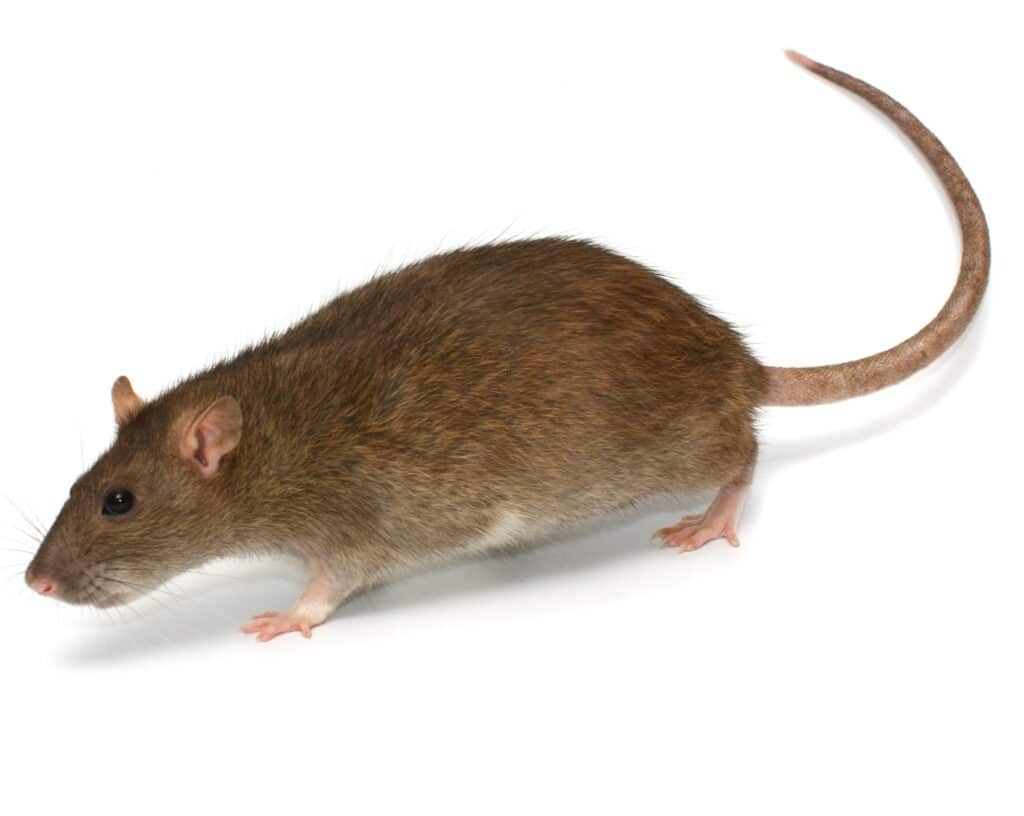 What's The Difference Between A Mouse And A Rat