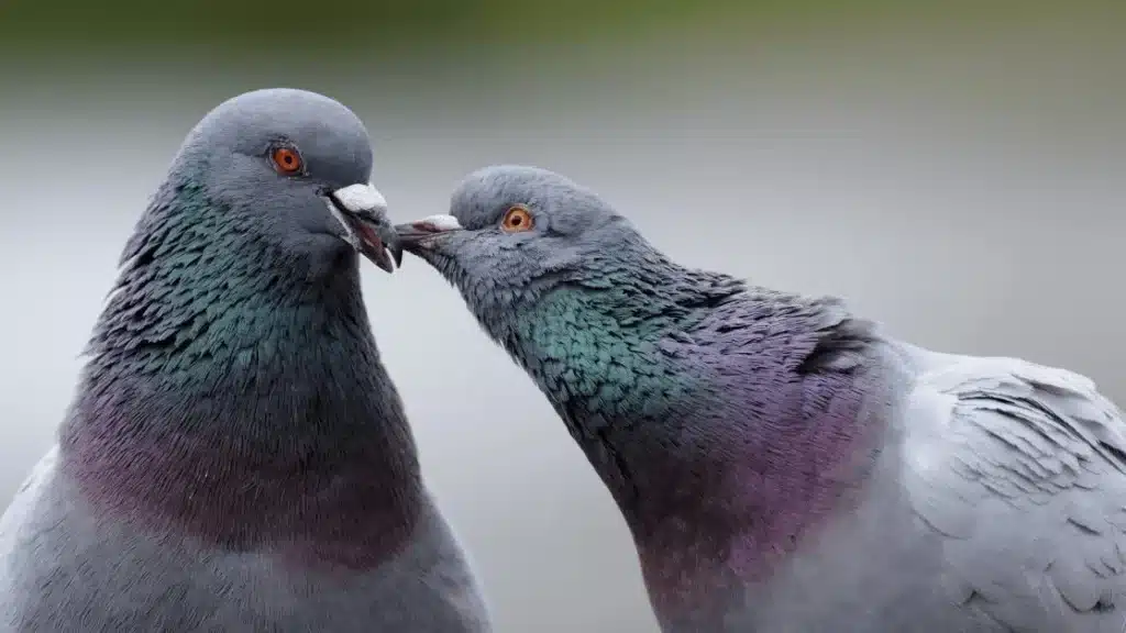How Do Pigeons Mate