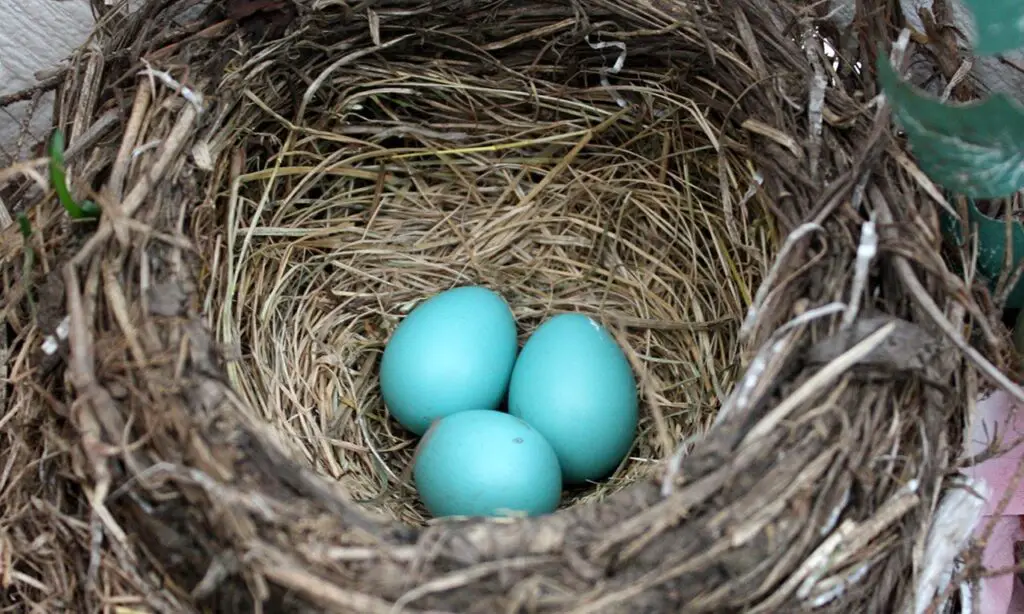 When Do Robins Lay Eggs In Wisconsin