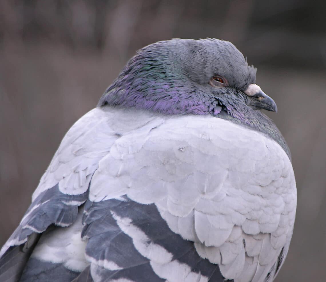 How Long Do Pigeons Sleep