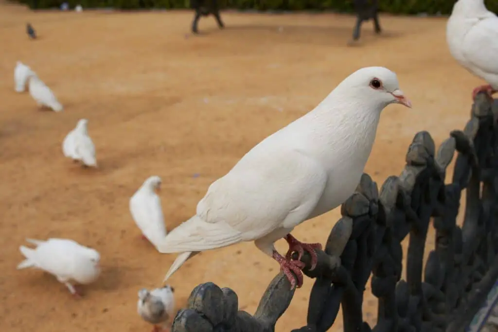 Did Humans Domesticate Pigeons