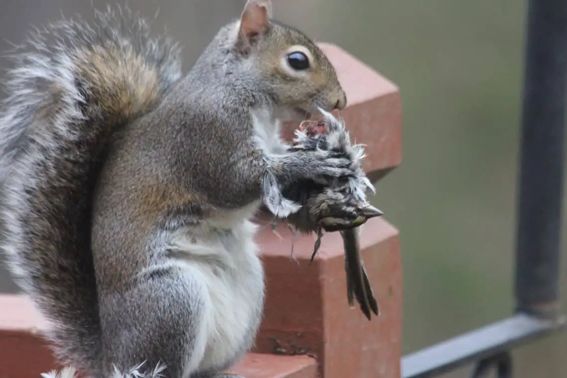Do Squirrels Eat Meat