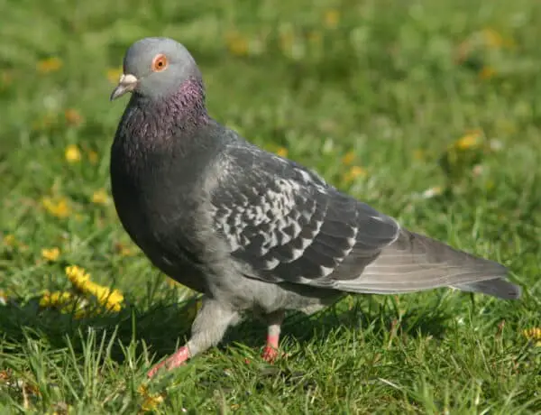 Can Pigeons Eat Almonds