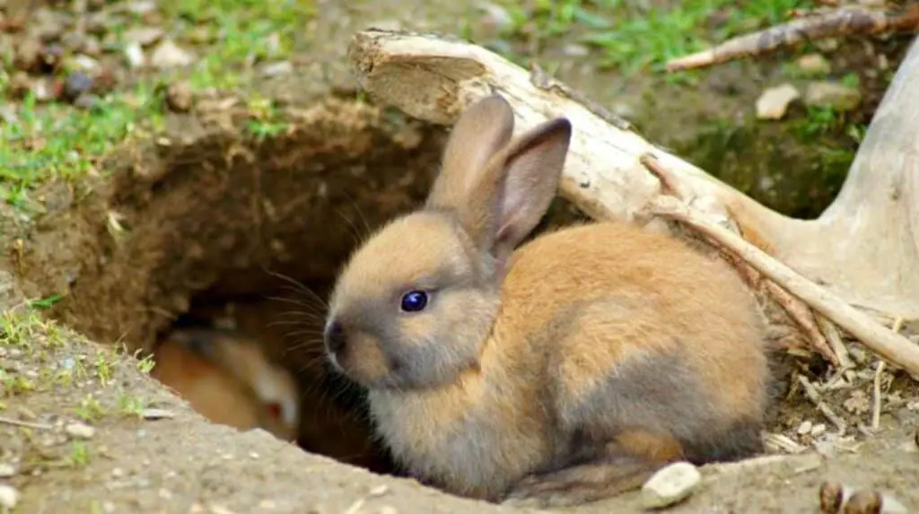 How To Make A Snare For Rabbits