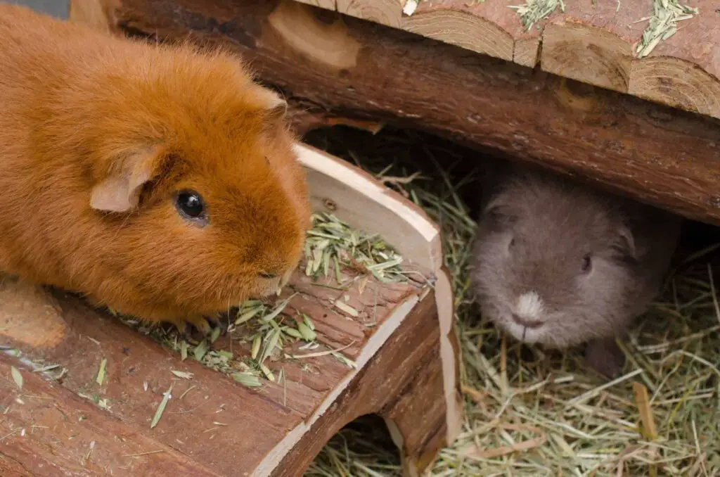 How Many Guinea Pigs In A Litter