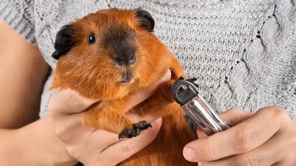 How To Clip A Guinea Pigs Nails
