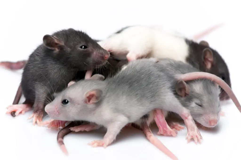 How Many Babies Can A Rat Have