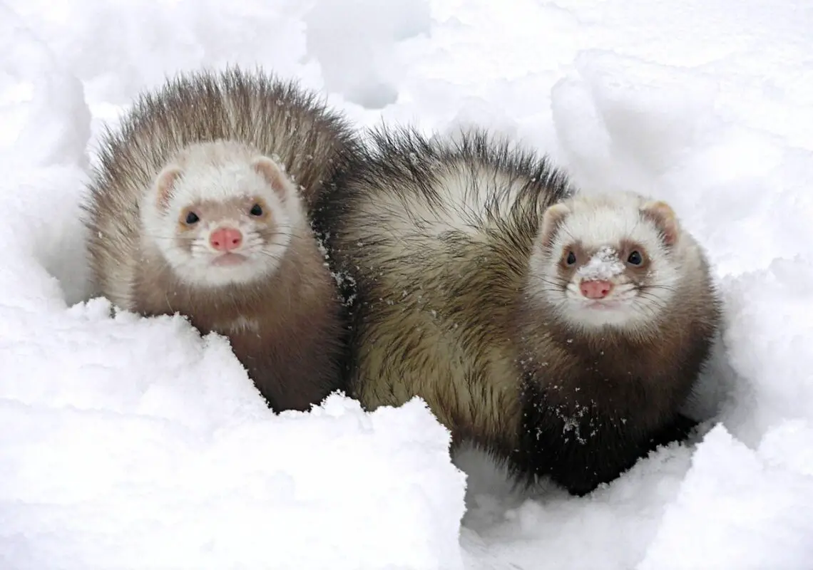 How Cold Can Ferrets Tolerate