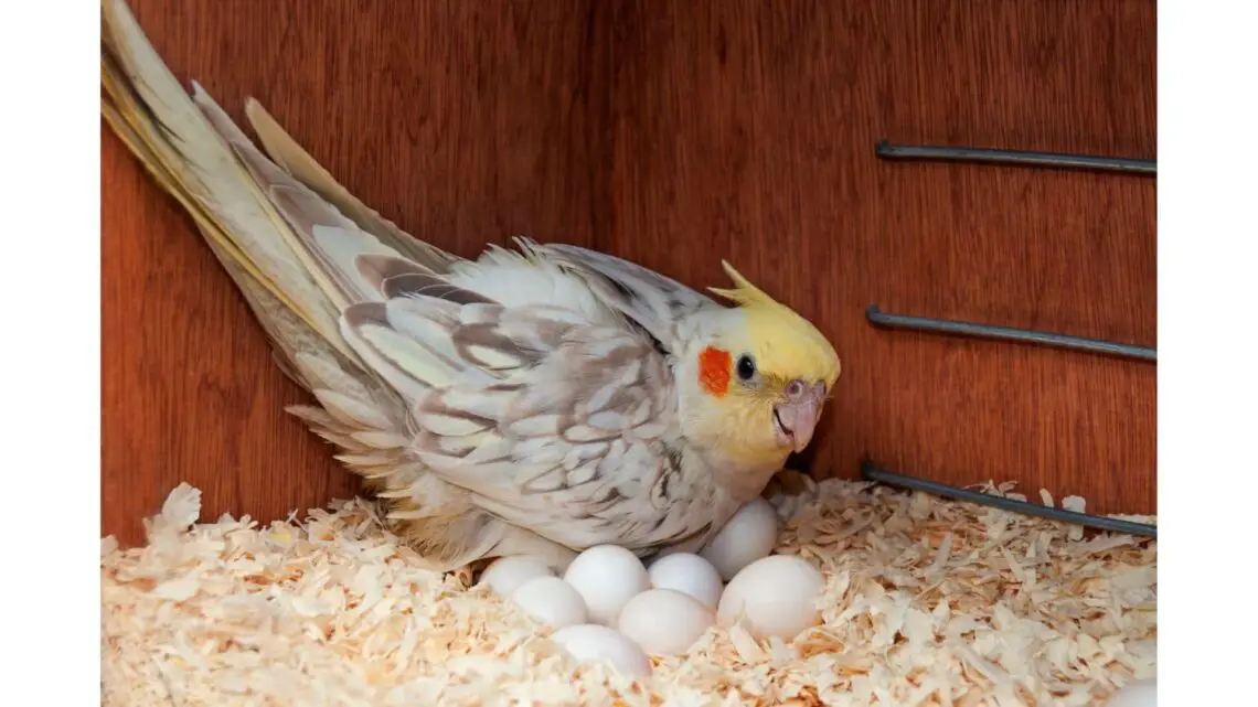 How Many Eggs Do Cockatiels Lay