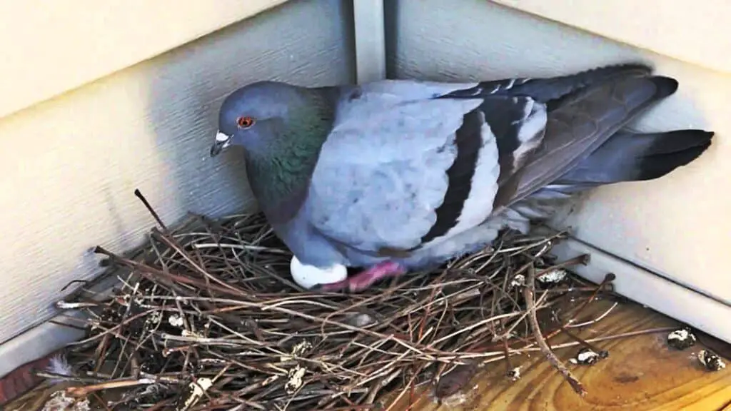 How To Keep Pigeons Off Porch
