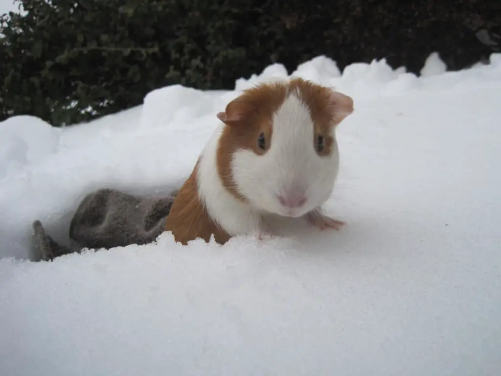 How Cold Is Too Cold For Guinea Pigs