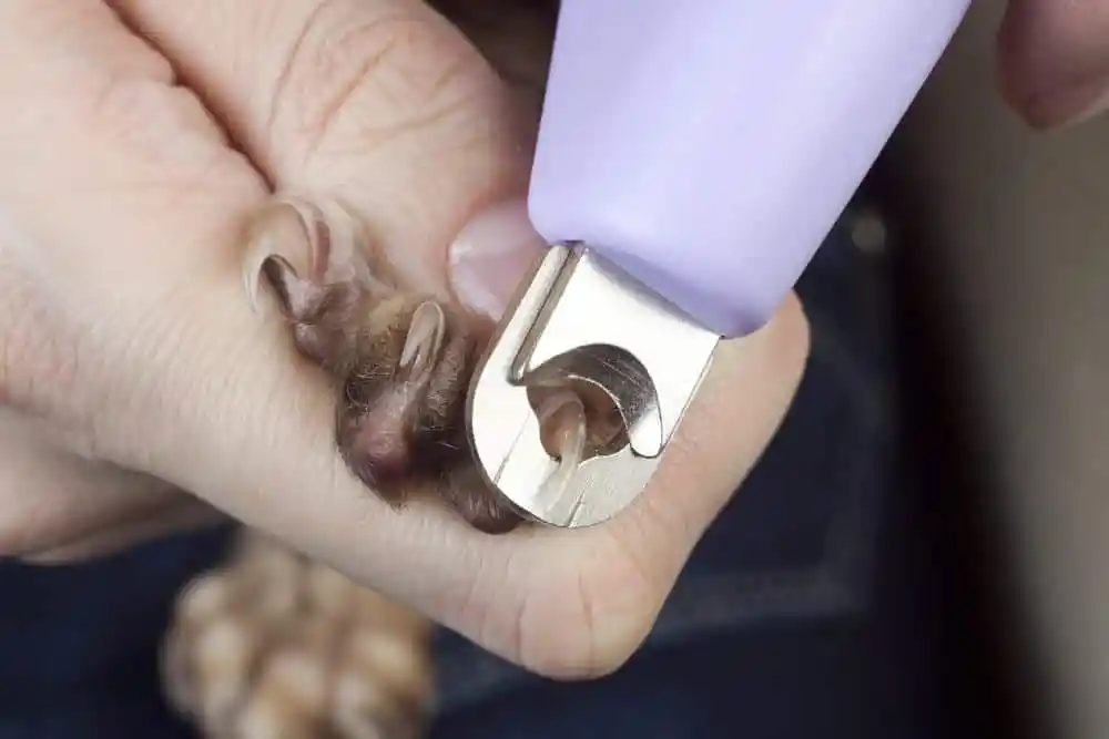 How To Cut Ferret Nails