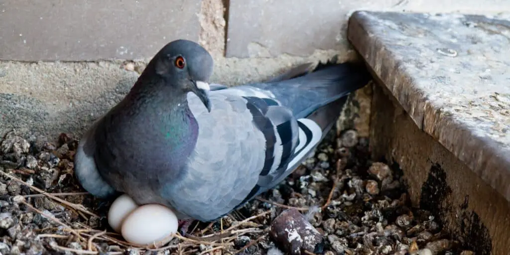 What Color Are Pigeon Eggs
