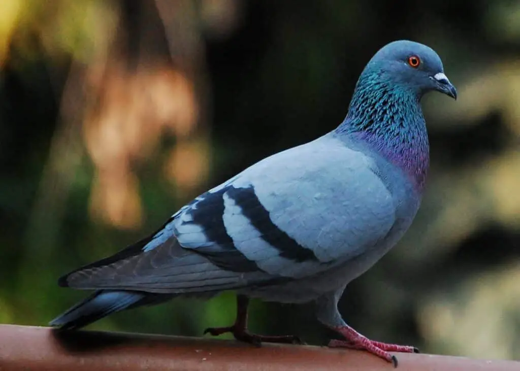 What Color Are Pigeons