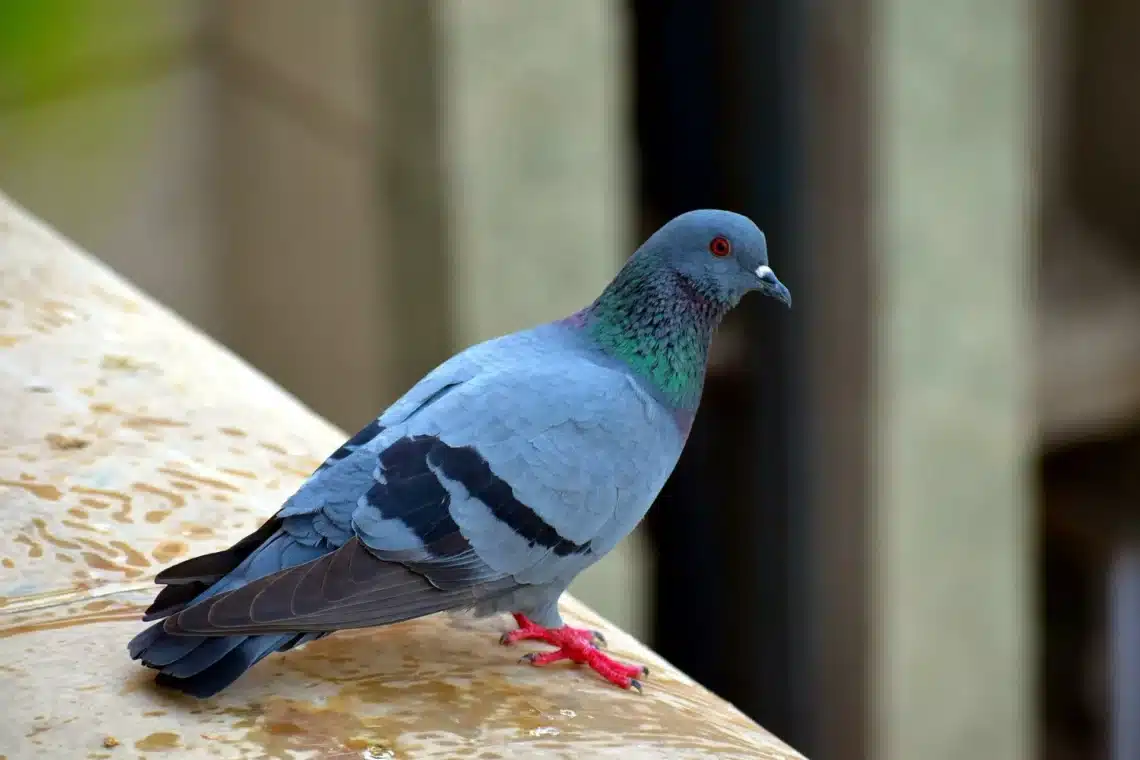 What Color Are Pigeons