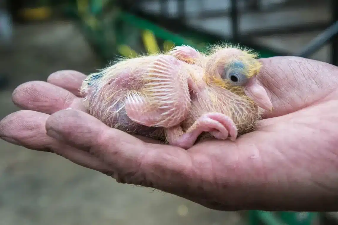 What Do Baby Pigeons Look Like