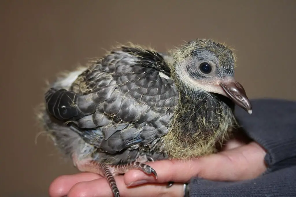 What Do Baby Pigeons Look Like
