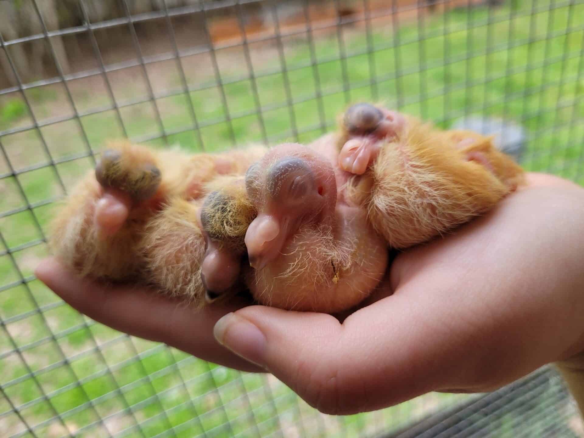 What Do Baby Pigeons Look Like