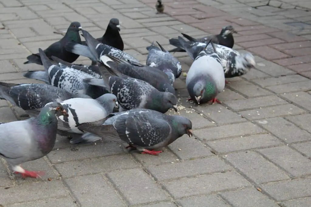 What Do Pigeons Eat In The Wild