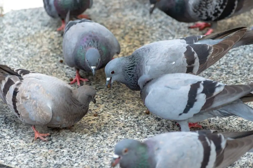 What Do Pigeons Eat In The Wild