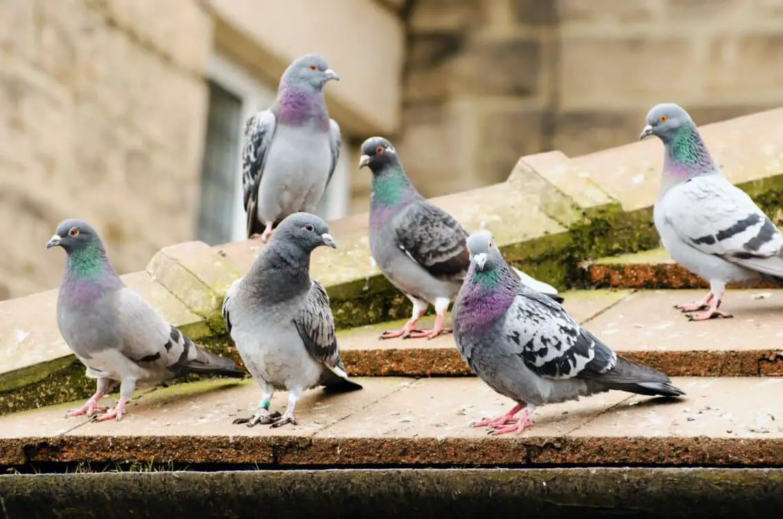 Are Pigeons Territorial