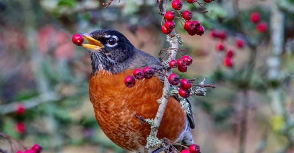 Do Robins Eat Bird Seed