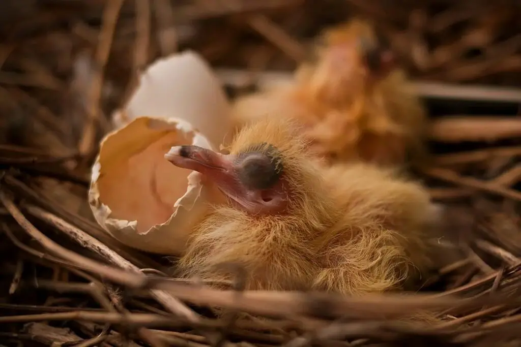  What Does A Baby Pigeon Look Like
