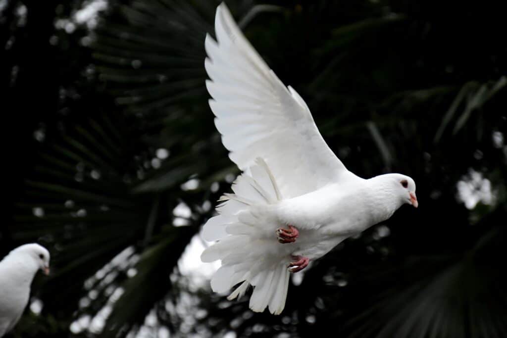 What Does White Pigeon Symbolize