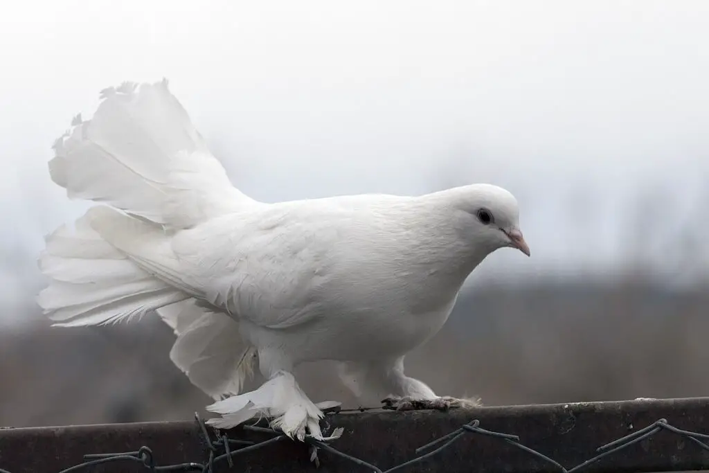 What Does White Pigeon Symbolize