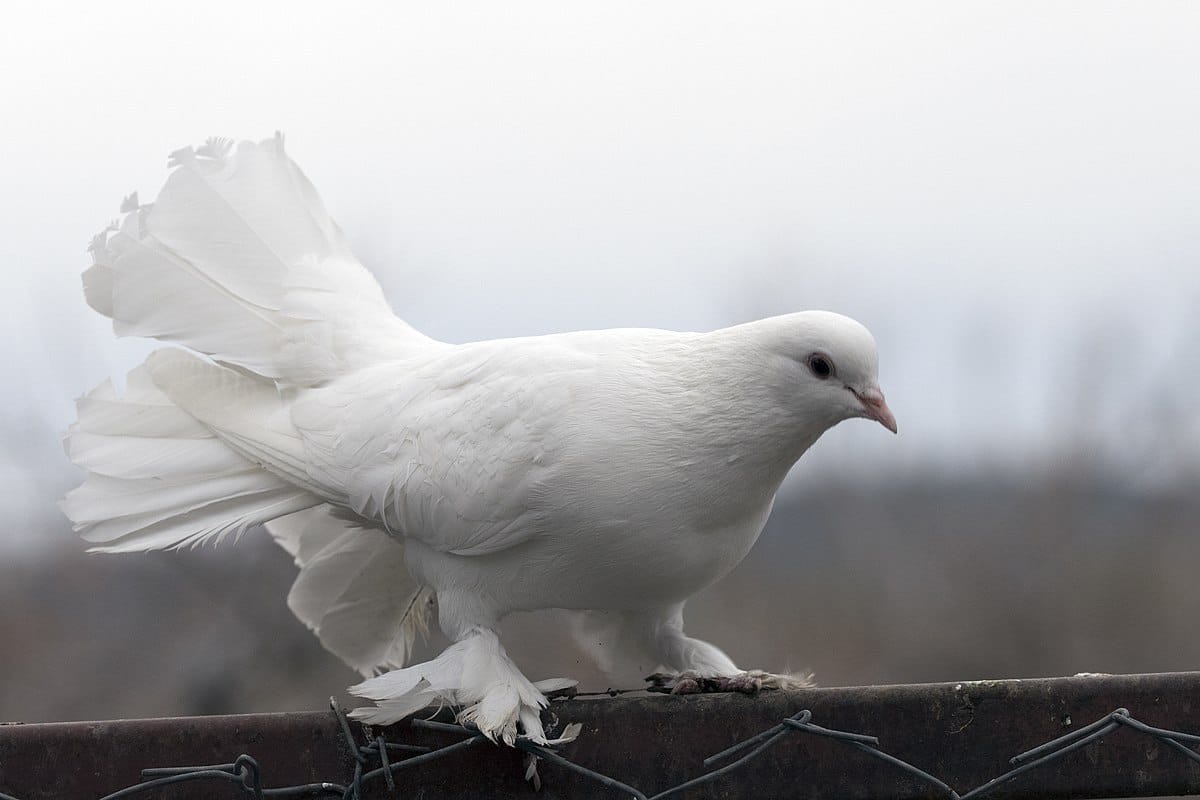 What Does White Pigeon Symbolize Teeny Tiny Tails