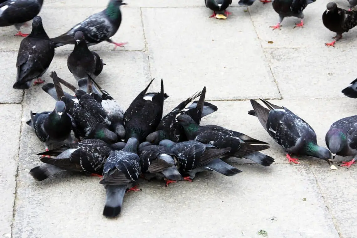 What Food Pigeons Like To Eat