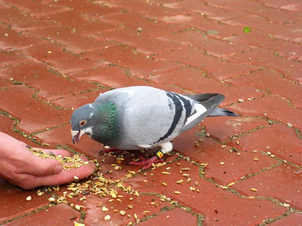 What Food Pigeons Like To Eat