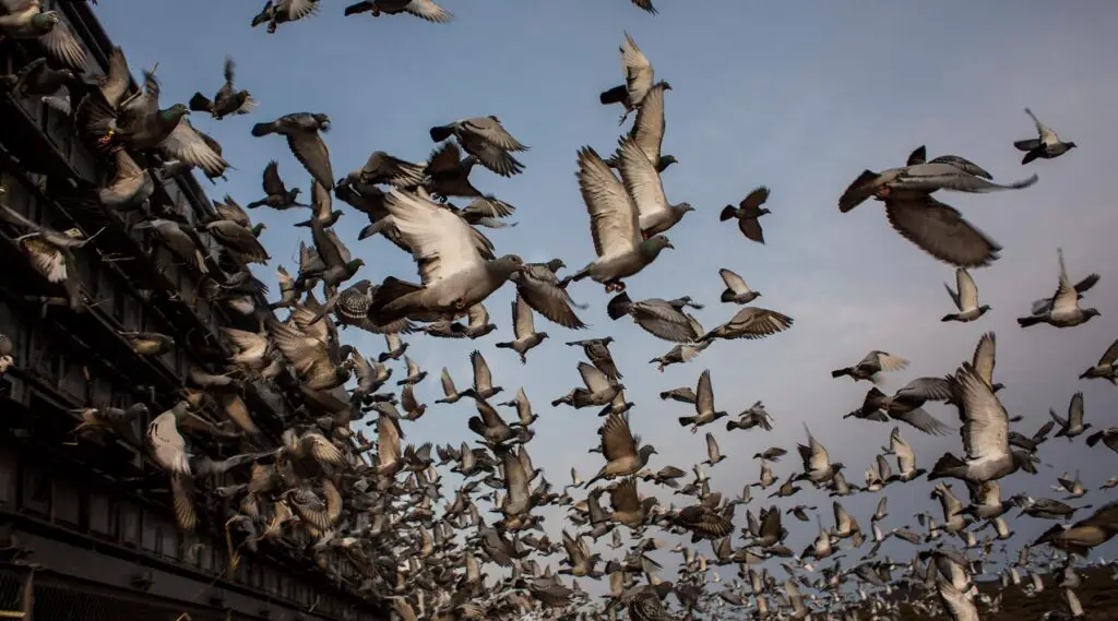 What Is A Flock Of Pigeons Called
