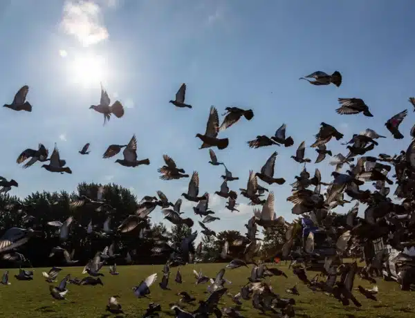 What Is A Flock Of Pigeons Called