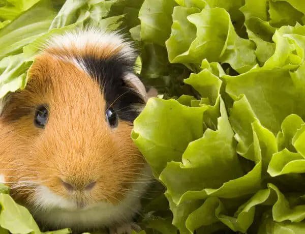 What Lettuce Can Guinea Pigs Eat