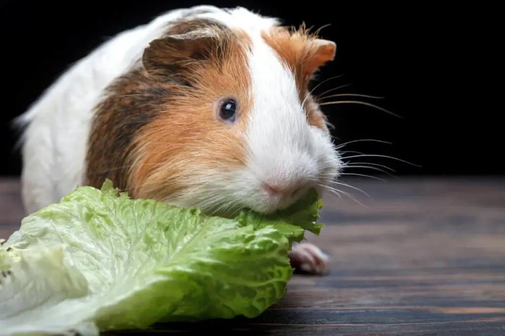 What Lettuce Can Guinea Pigs Eat