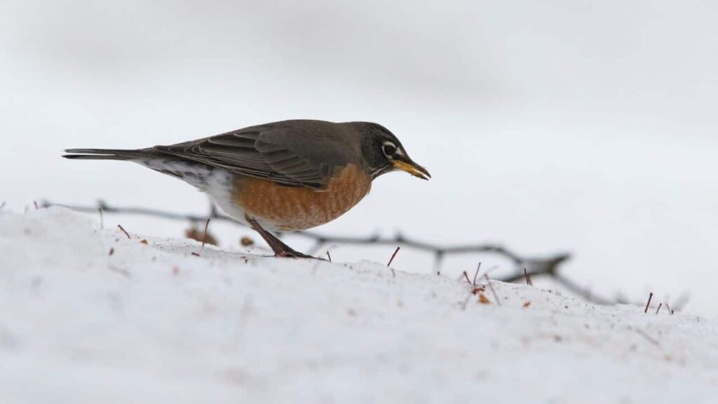 What Do Robins Eat In The Winter