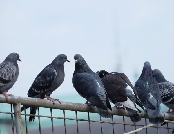 What Sound Does A Pigeon Make