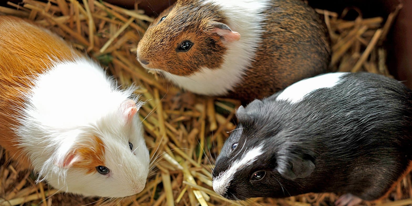 Picture of What Temperature Do Guinea Pigs Like