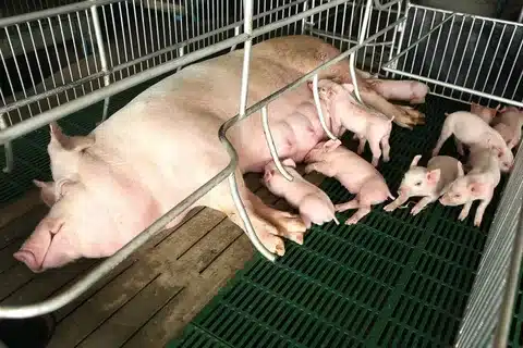 What To Feed A Pig