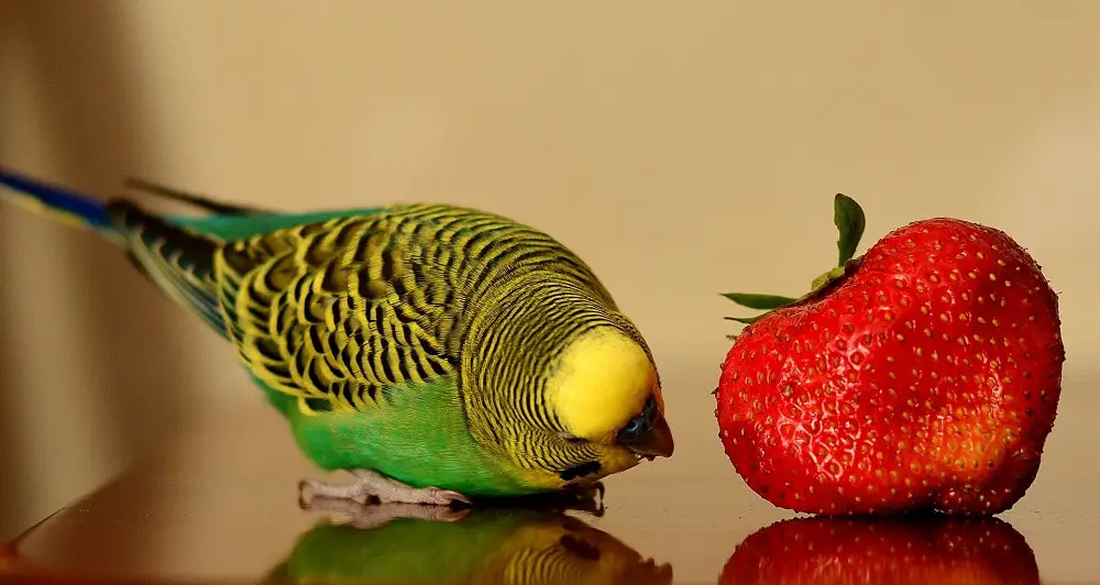 How To Feed Parakeets Fruits And Vegetables