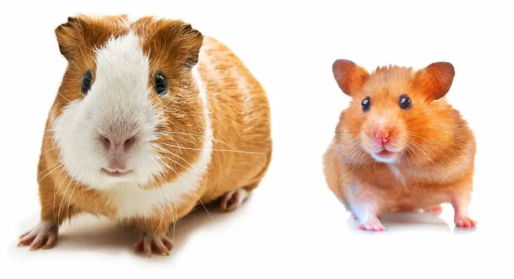 What's The Difference Between A Hamster And A Guinea Pig
