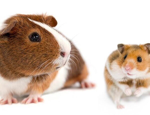 What's The Difference Between A Hamster And A Guinea Pig