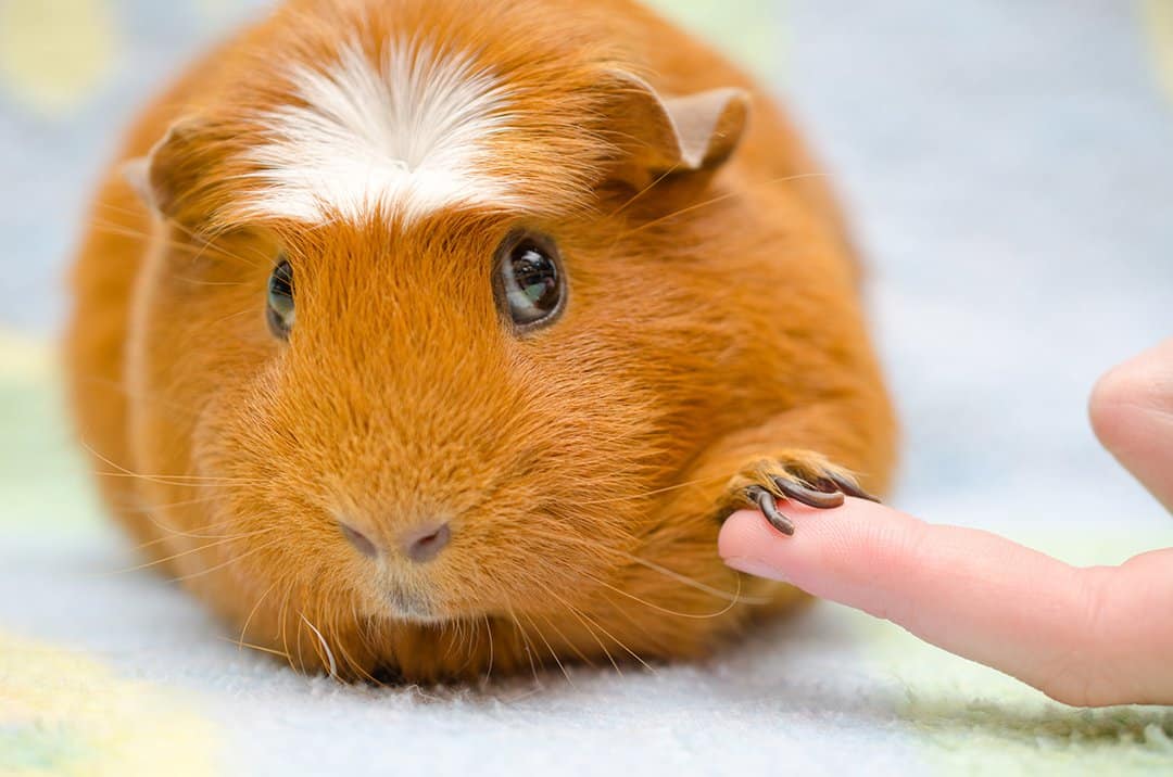 Where To Surrender Guinea Pigs