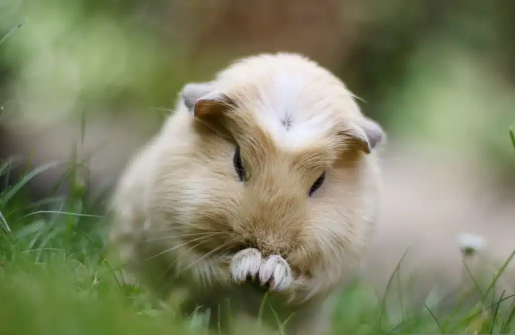 Where To Surrender Guinea Pigs
