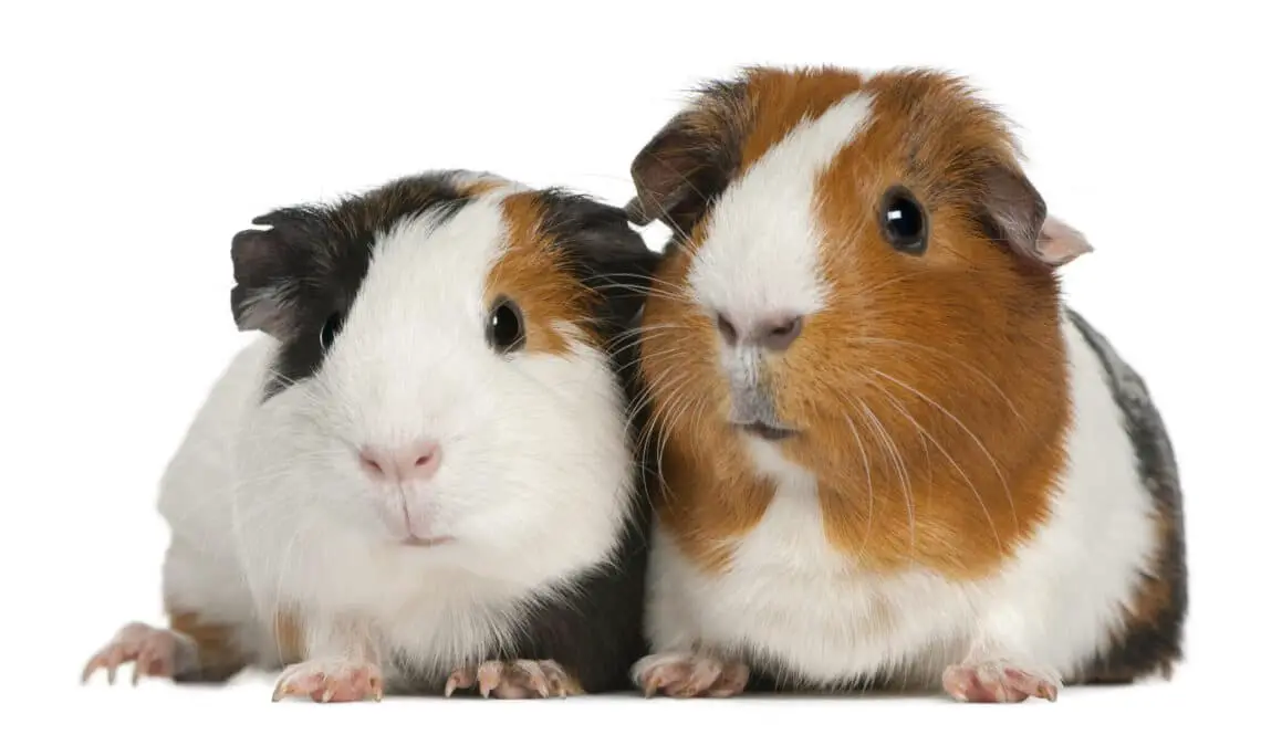 Where To Surrender Guinea Pigs