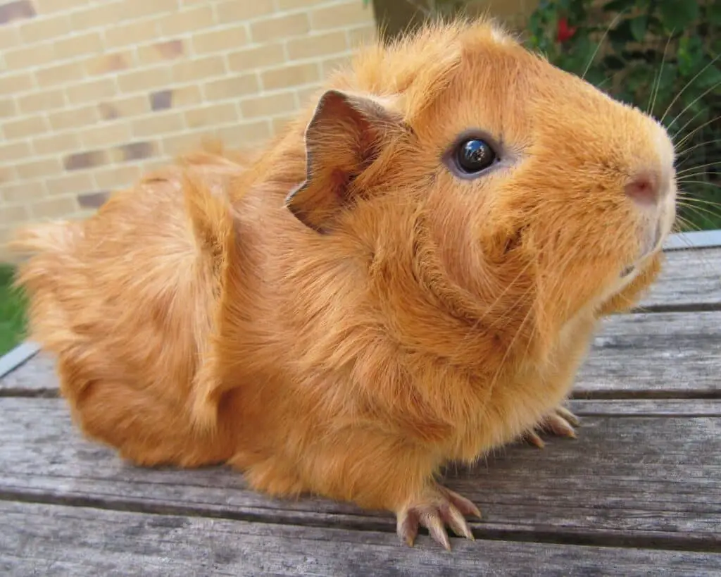 Why Do Guinea Pigs Vibrate